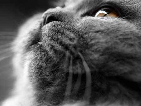 Grayscale Photography Of Cat's Face Close Up