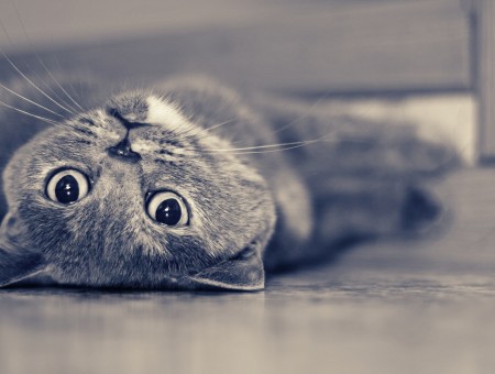 Russian Blue Cat Lying On The Floor In Tilt Shift Lens