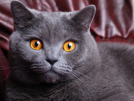Grey Cat With Gold Eyes Sitting On Red Leather Arm Chair