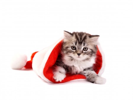 Brown Tabby Kitten Wrapped In Red And White Blanket