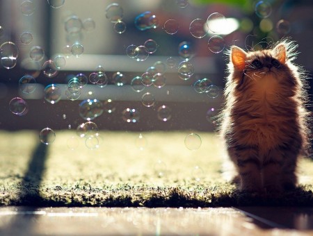 Brown Tabby Kitten Sitting Beside Bubbles