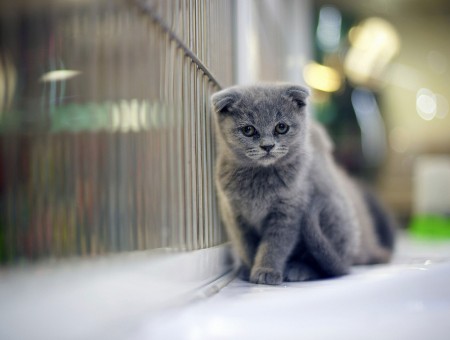 Photo Of Gray Kitten