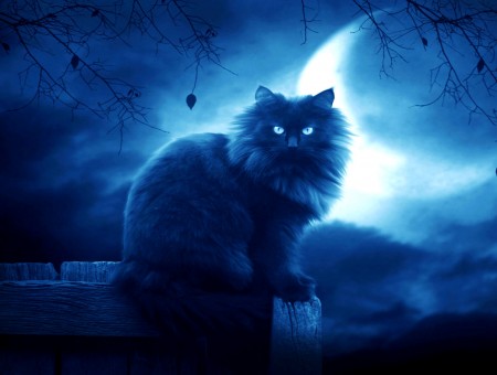 Persian Cat Sitting Under Blue Night Sky