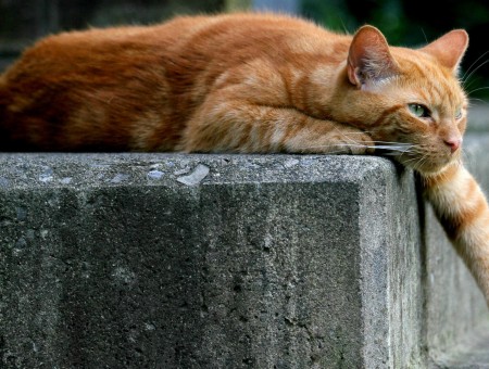 Orange Cat Laying On Concrete Step Stretching Arm Out