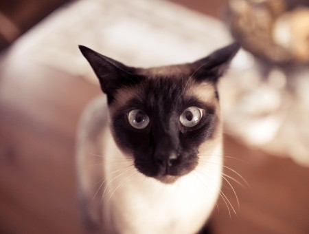 Close Up Photo Of Siamese Cat