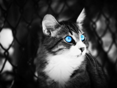 Cat With Blue Eyes Near Cyclone Fence Selective Photography