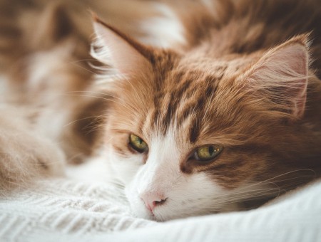 Brown And White Cat