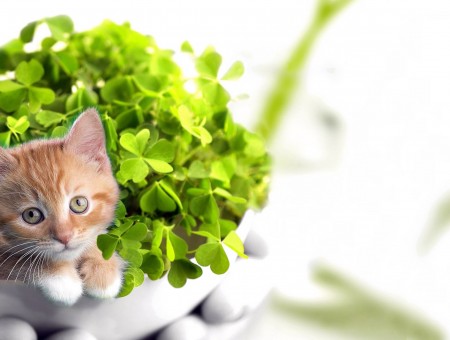Orange Tabby Kitten Beside Green Leaved Plant
