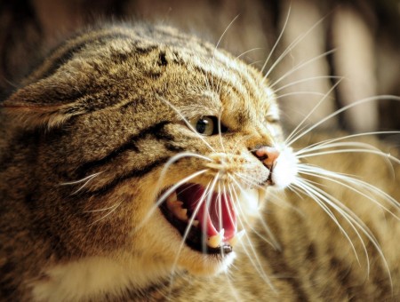 Brown Tabby Cat Showing Fangs In Shallow Focus Lens