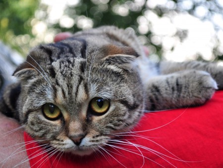 Gray Tabby Cat Lying On Red Textile