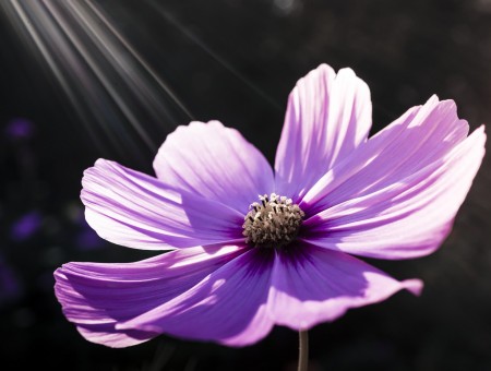 Purple 8 Petaled Flower On Bloom During Daytime