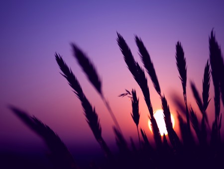 Wheat Fields Under Sunset