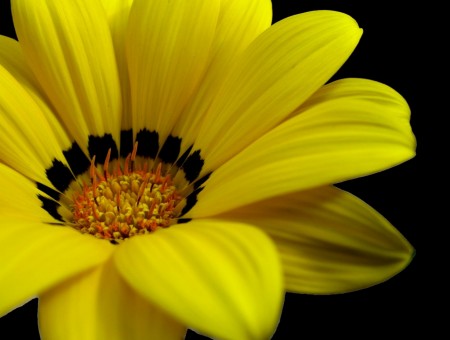 Yellow And Black Flower