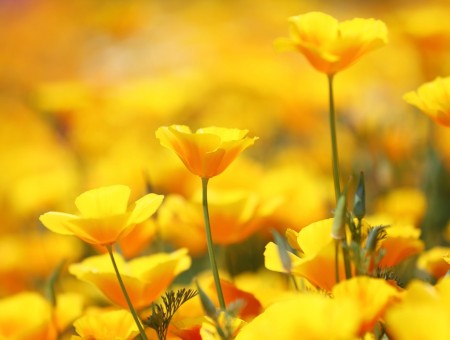 Yellow Flower Field During Daytime
