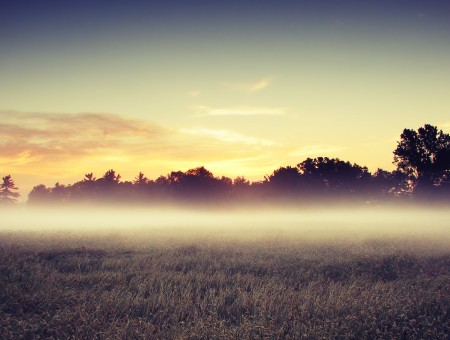 Foggy Grassland And Trees During Sunrise