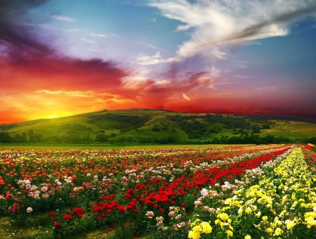 Blue And Red Sky Above Flower Field