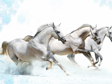 3 White Stallion Running
