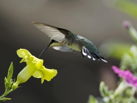 Green Hummingbird Hovering By A Golden Bell Flower