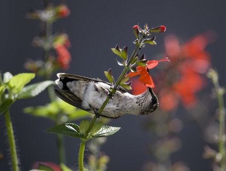 Macro Photo Of White Gray Bird On Red Flower