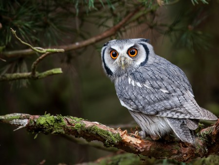 Grey And White Owl On Branch