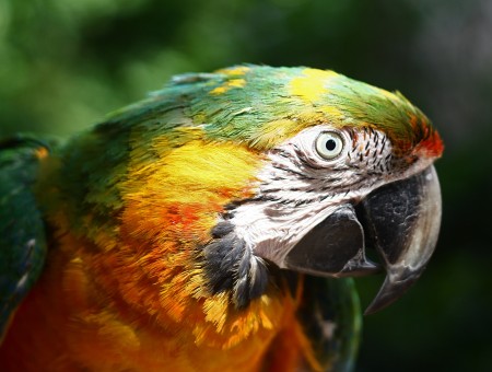 Green Yellow Rainbow Macaw