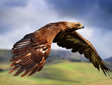 Brown Eagle Flying In Close