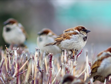 Flock Of Sparrows Perched On Grass