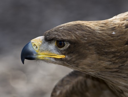 Close Up Photo Of Bald Eagle