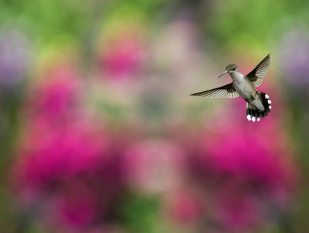 Black And Gray Humming Bird Flying Near Flowers