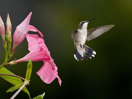 Gray And White Hummingbird By A Pink Flower
