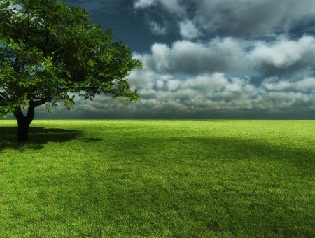 Single Tree Over Green Grass Filed Under Blue Cloudy Sky During Daytime