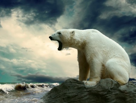 White Polar Bear Roaring While Sitting On Rock Surrounded By Water