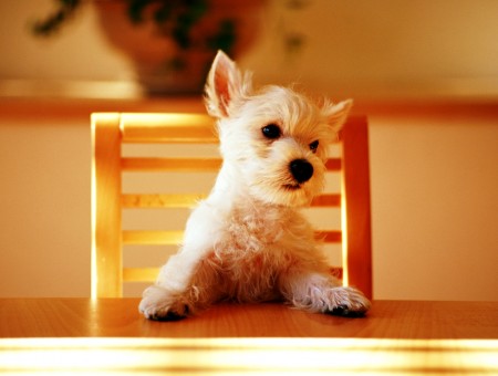 West Highland White Terrier Puppy Standing On Brown Wooden Chair