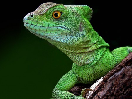 Green Chameleon On Brown Tree Branch Macro Photography