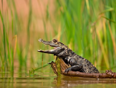 Black Crocodile Beside Green Grass