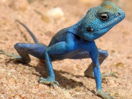 Blue Crawling Reptile Lizard