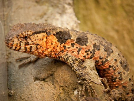 Brown And Black Reptile On Brown Tree Branch Macro Photography