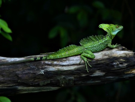 Green Lizard On Tree