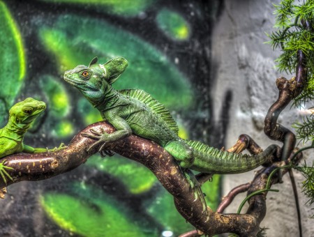 Iguana On Tree