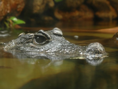 Grey Crocodile In Water