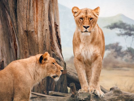 2 Lioness