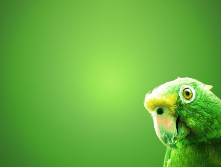 Green Parrot With Green Background