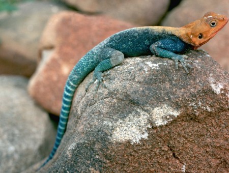 Blue Orange Lizard On Brown Rock