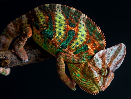 Chameleon On Tree Branch Changing Colors