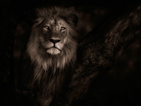 Photo Of Lion