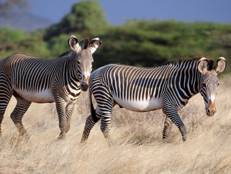 2 Black White Zebra Walking Across The Plains