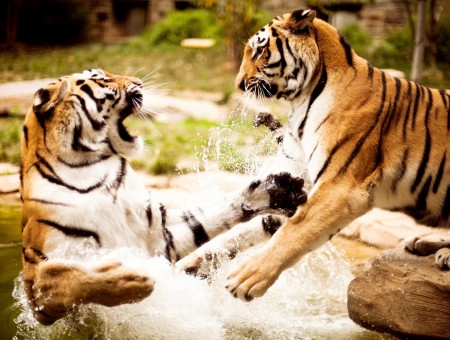 Orange Tiger Pushing Other Orange Tiger Into The Water
