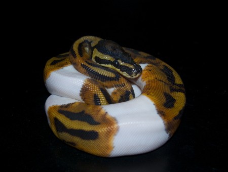 Brown Black And White Snake With Black Background