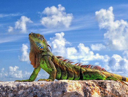 Green And Brown Iguana On Brown Concrete Surface Under Blue Cloudy Skies