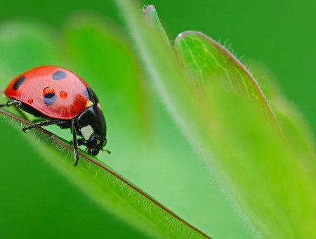 Close Photography Of Ladybird On Leaf